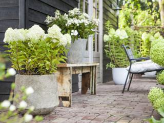 Hydrangea pan. 'Limelight'