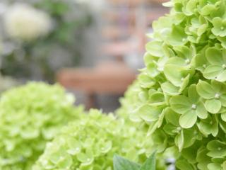 Hydrangea pan. 'Limelight'®