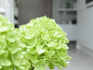 Hydrangea pan. 'Limelight'®