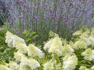 Hydrangea pan. 'Limelight'