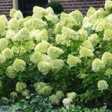 Hydrangea pan. 'Limelight'®