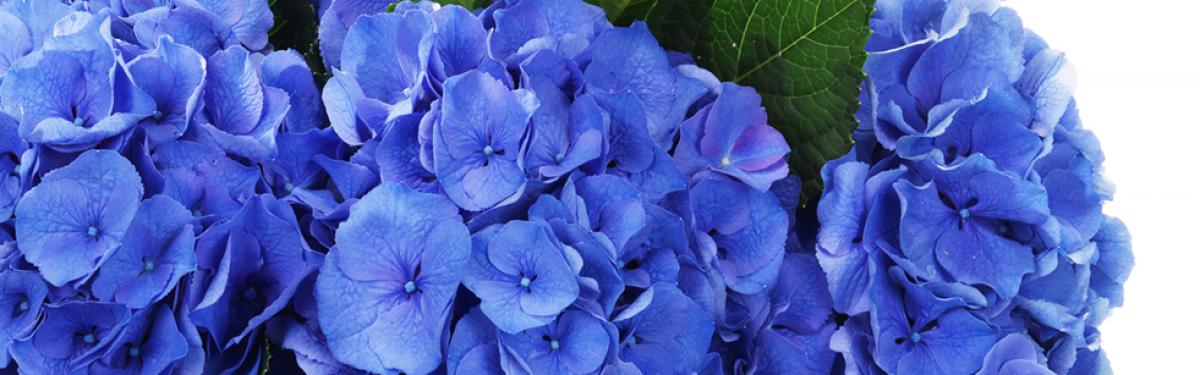 Van Klaveren Plant Hortensia