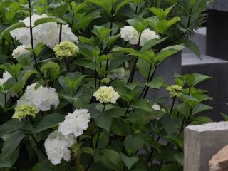 Hydrangea Black Steel® white