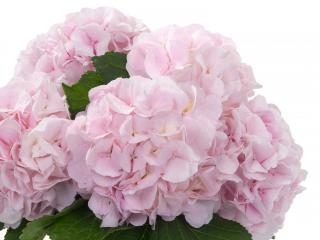 Hydrangea macr 'Sweet Heart'®