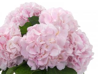 Hydrangea macr 'Sweet Heart'®