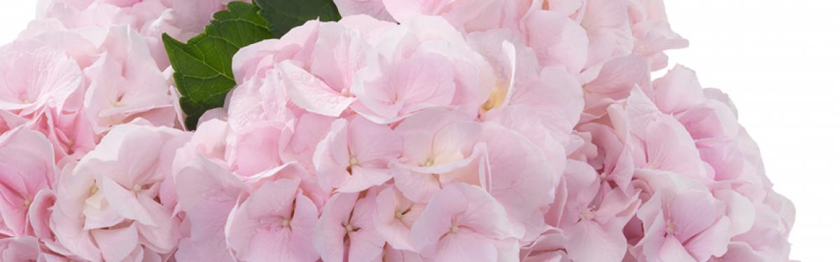 Van Klaveren Plant Hortensia