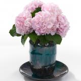 Hydrangea macr 'Sweet Heart'®