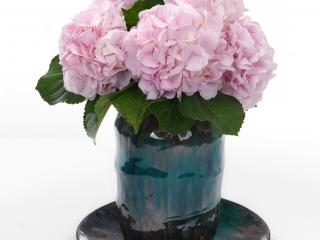 Hydrangea macr 'Sweet Heart'®