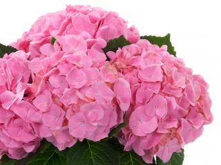 Hydrangea macr 'Monet'®