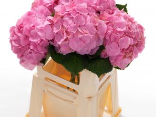 Hydrangea macr 'Monet'®