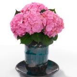 Hydrangea macr 'Monet'®