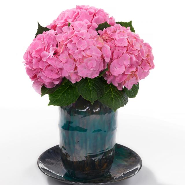 Hydrangea macr 'Monet'®