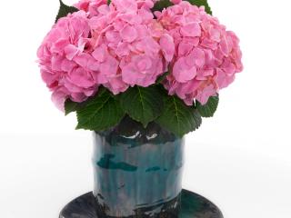 Hydrangea macr 'Monet'®