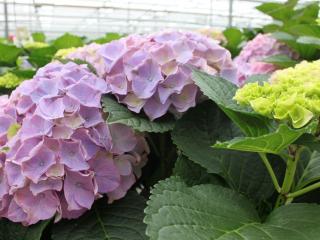 Hydrangea macr 'Monet'®