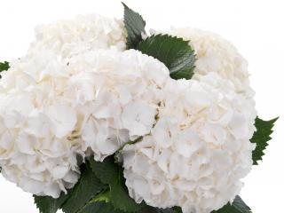 Hydrangea macr Artica®