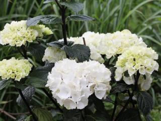 Hydrangea Black Steel® white