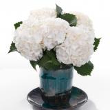 Hydrangea macr Artica®