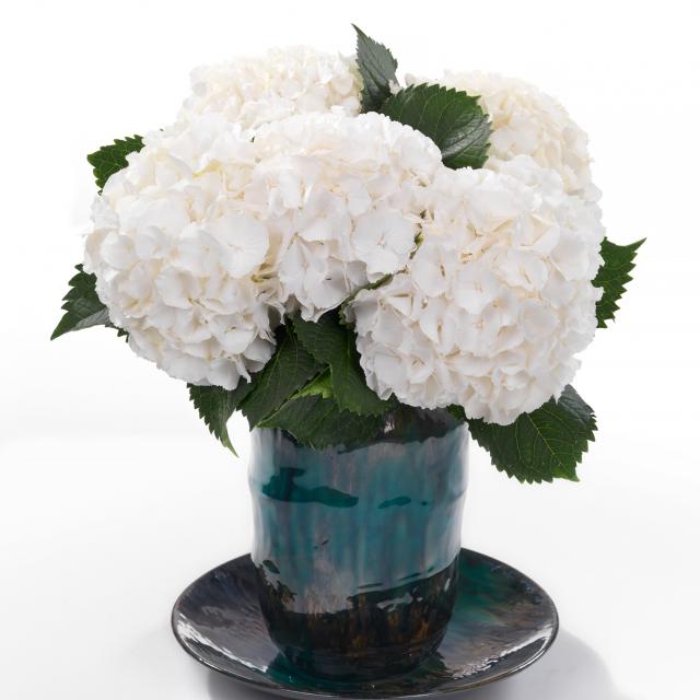 Hydrangea macr Artica®