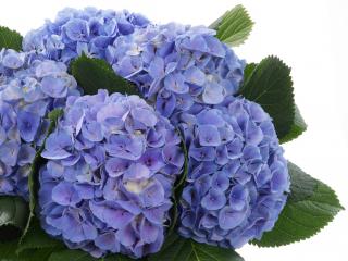 Hydrangea macr. Beautensia® 'Blink'