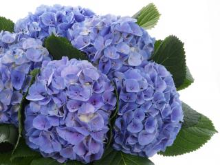 Hydrangea macr. 'Blink'®