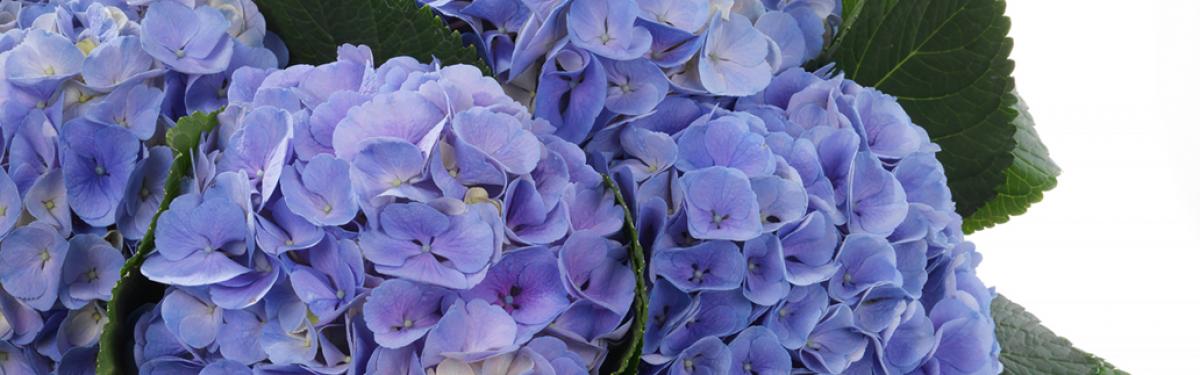 Van Klaveren Plant Hortensia