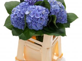 Hydrangea macr. 'Blink'®