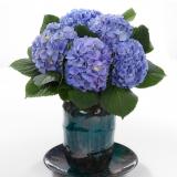 Hydrangea Blink