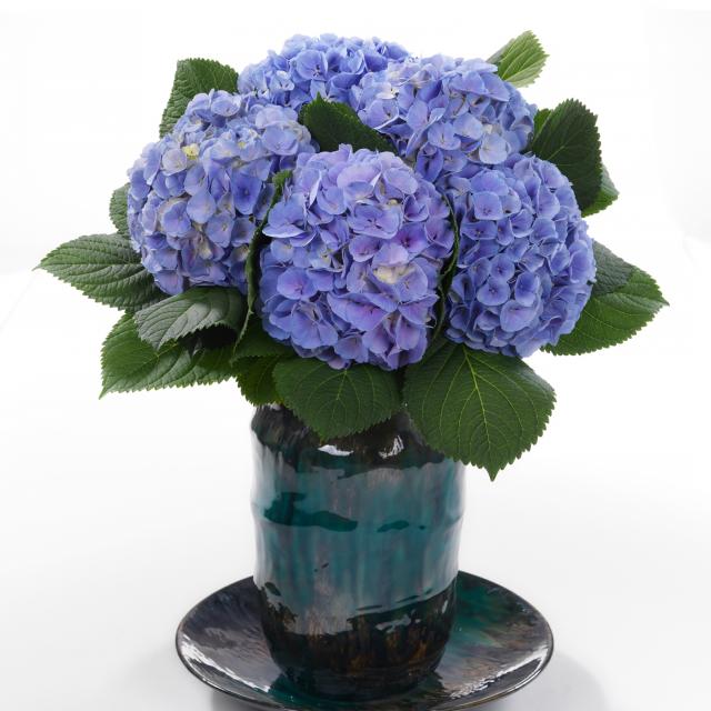 Hydrangea macr. 'Blink'®