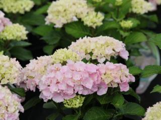 Hydrangea EVERBLOOM® collectie