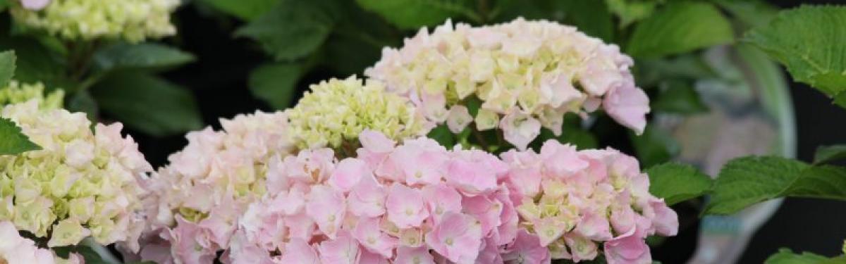 Van Klaveren Plant Hortensia