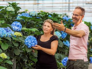 Hydrangea macr. Pompidou®