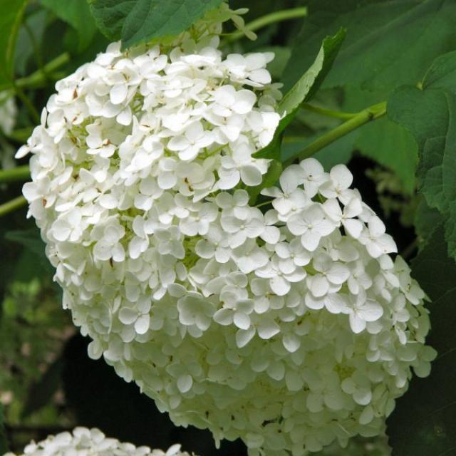 Hydrangea Aborescens Annabelle