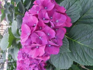 Hydrangea macr. 'Lava'®