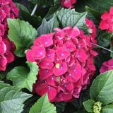 Hydrangea macr. 'Lava'®