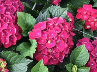 Hydrangea macr. 'Lava'®