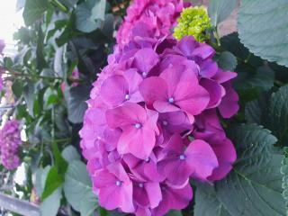 Hydrangea macr. 'Lava'®