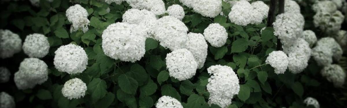 Van Klaveren Plant Hortensia