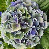 Hydrangea Troubadour®