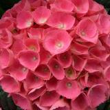 Hydrangea Macrophylla 'Pink ball'