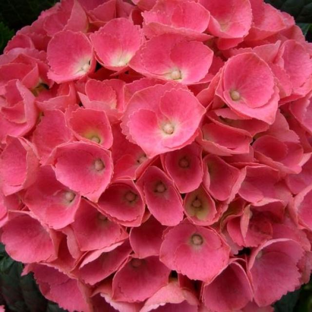 Hydrangea Macrophylla 'Pink ball'