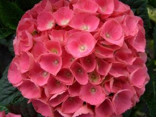 Hydrangea Pink ball