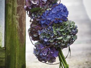 CHLMN 'Pimpernel®