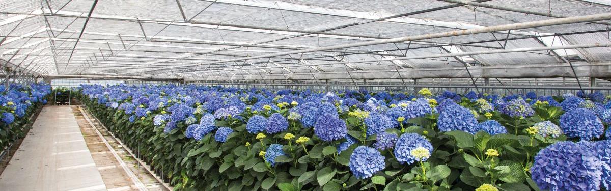 Van Klaveren Plant Hortensia