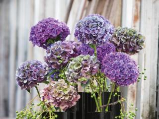 CHLMN 'Rodeo'® paars