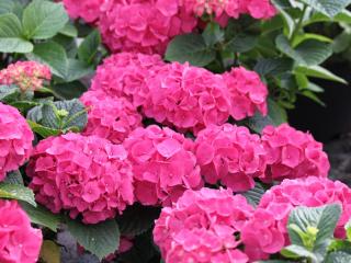 Hydrangea Pink ball