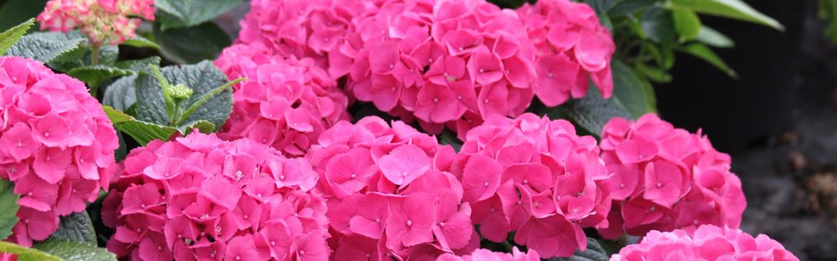 Van Klaveren Plant Hortensia