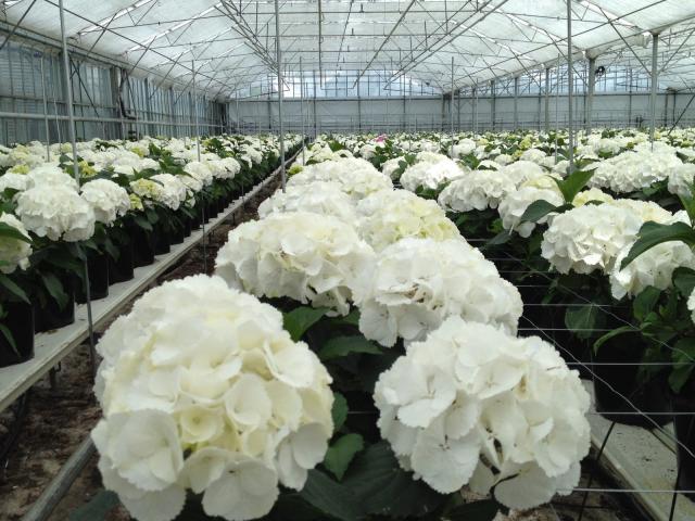 Mastwijk Hortensia