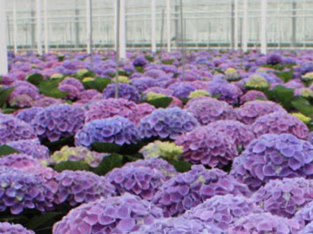 Vollering Hortensia